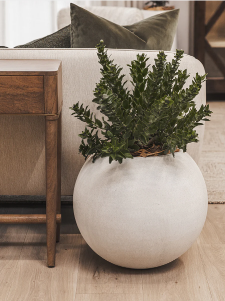 Cyclo Planter Various