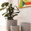 Gobi Planter Various