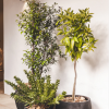 Oasis Planter Various