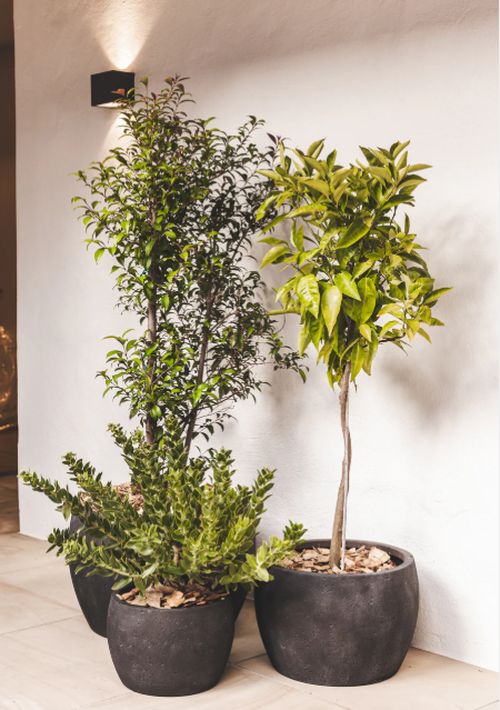 Oasis Planter Various