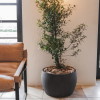 Oasis Planter Various