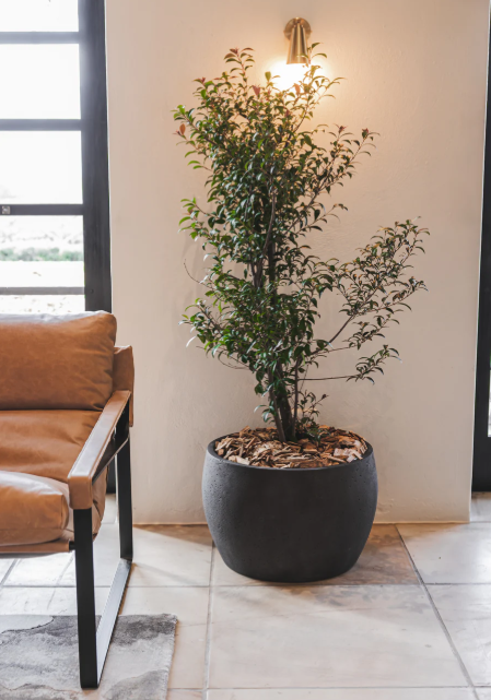 Oasis Planter Various