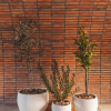 Oasis Planter Various