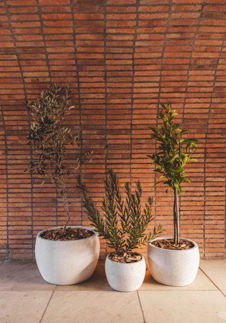 Oasis Planter Various