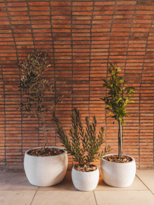 Oasis Planter Various